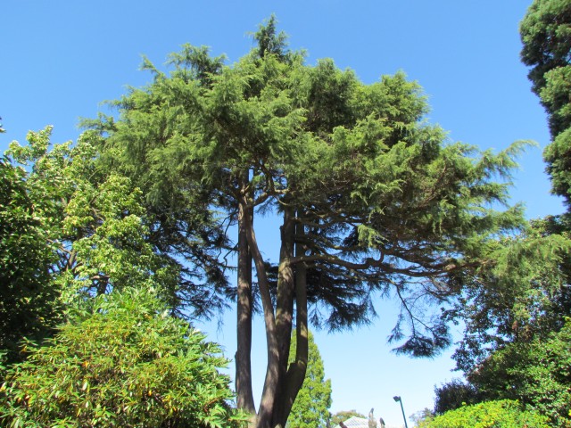 Cedrus deodara BhxCedrusDeodara1.JPG