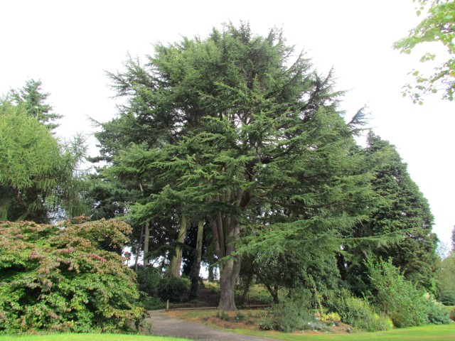 Cedrus deodara BhxCedrusDeodara2_2.JPG