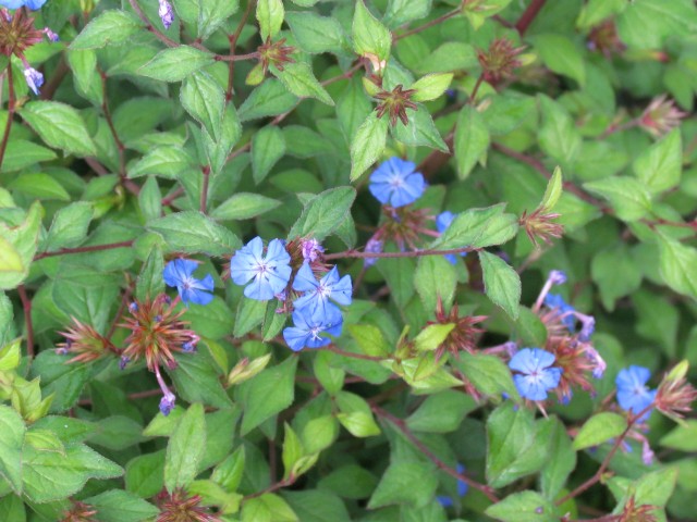 Ceratostigma willmottianum BhxCeratostigmaWillmottianumFlowerDetail.JPG