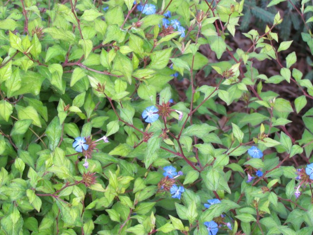 Ceratostigma willmottianum BhxCeratostigmaWillmottianumFlowers.JPG