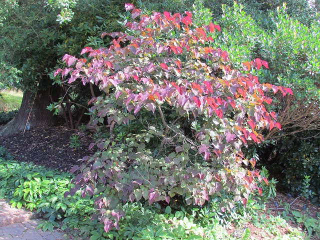 Cercis canadensis BhxCercisCanadensisForestPansy.JPG