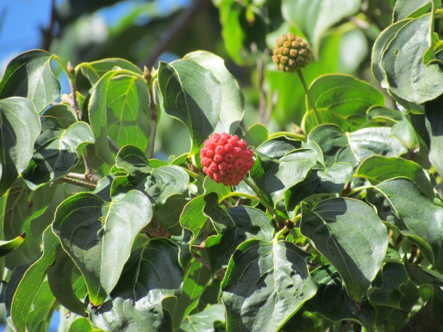 Cornus paucinveris BhxConrusPaucinervisDetail.JPG