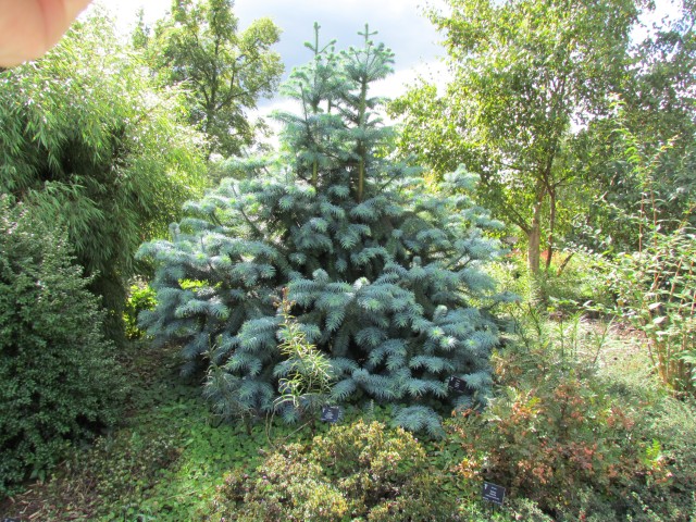 Cunninghamia lanceolata BhxCunninghamiaLanceolataGlauca.JPG