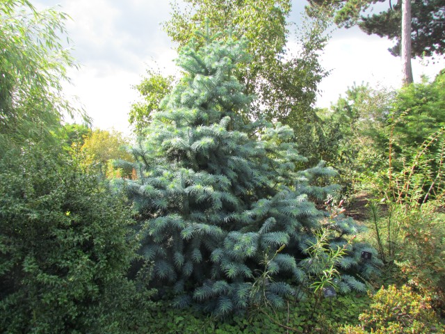 Cunninghamia lanceolata BhxCunninghamiaLanceolataGlauca2.JPG