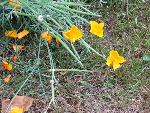 dichelostemma ida-maia BhxDichelostemmaIdaMaia.JPG