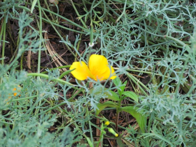 dichelostemma ida-maia BhxDichelostemmaIdaMaiaFlower.JPG