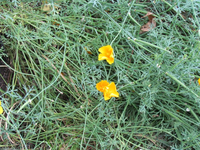 dichelostemma ida-maia BhxDichelostemmaIdaMaiaFlowers.JPG