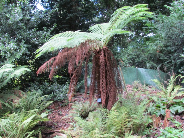 Dicksonia antarctica BhxDicksoniaAntarctica1.JPG