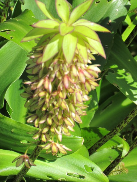 Eucomis bicolor BhxEucomisBicolorPinappleLilly.JPG