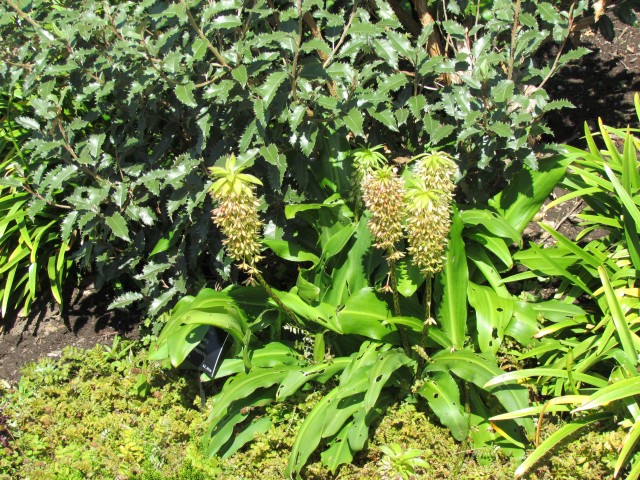 Eucomis bicolor BhxEucomisBicolorPinappleLilly2.JPG