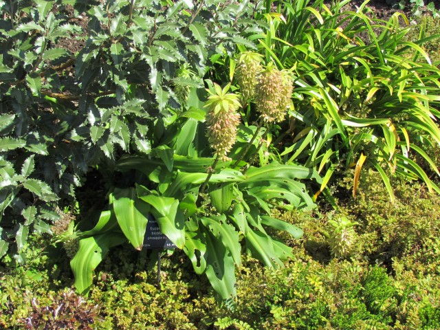 Eucomis bicolor BhxEucomisBicolorPinappleLilly3.JPG