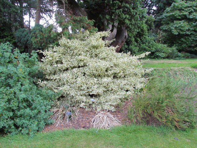 Euonymus fortunei BhxEuonymusFortunei.JPG