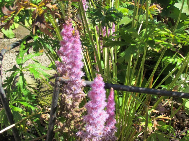 Euphorbia sikkimensis BhxEuphorbiaSikiimensisFlower2.JPG