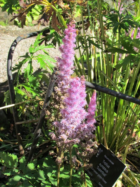 Euphorbia sikkimensis BhxEuphorbiaSikkimensisFlower3.JPG