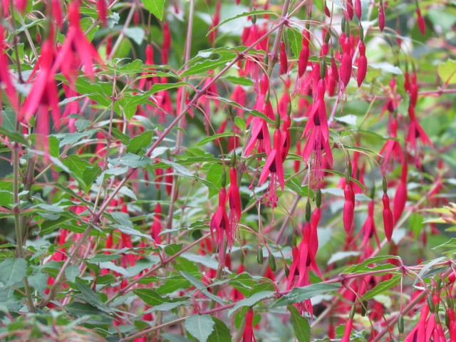 fuchsia magellanica BhxFuchsiaMagellanicaDiscolorFlower.JPG