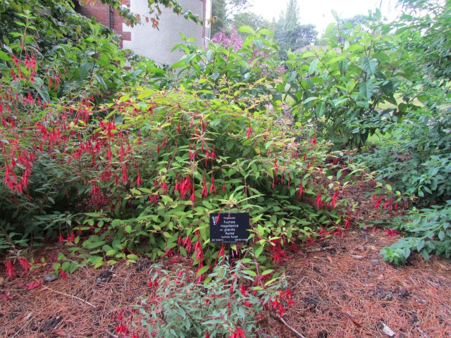 Fuchsia magellanica BhxFuchsiaMagellanicaGracillisAurea.JPG