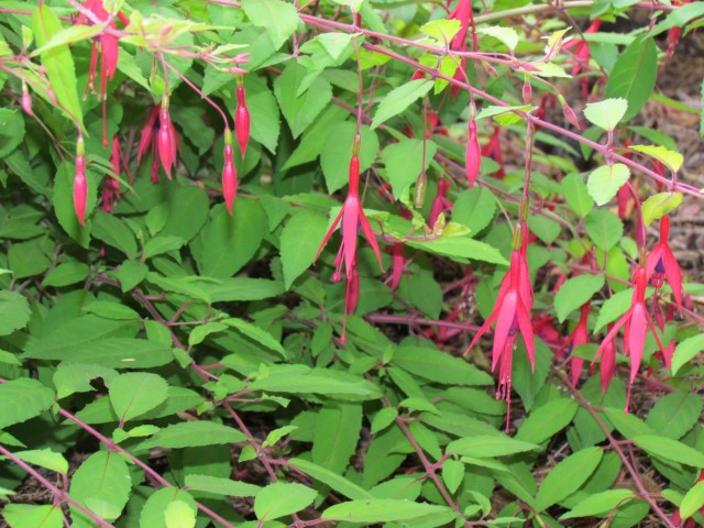 Fuchsia magellanica BhxFuchsiaMagellanicaGracillisAureaFlower.JPG