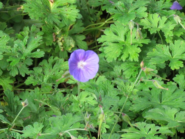 Geranium himalayense BhxGeraniumHimalayenseFlower2.JPG