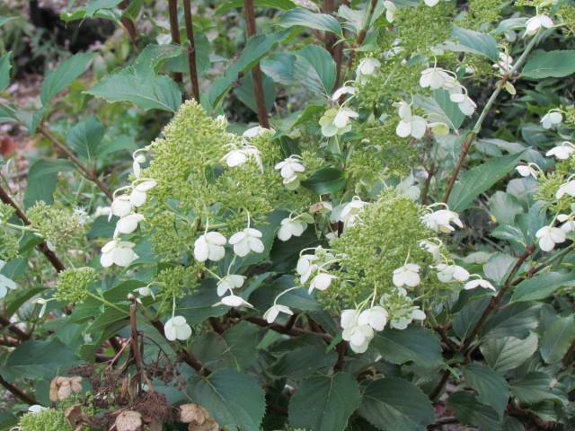 Hydrangea paniculata BhxHdrangeaPaniculataKyushuSign.JPG