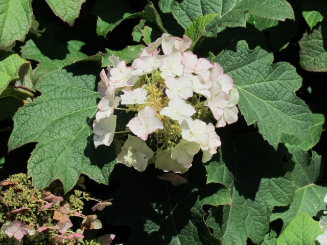 Hydrangea quercifolia BhxHydrangaQuercifoliaDetail.JPG