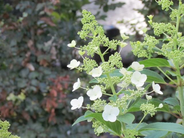 Hydrangea paniculata BhxHydrangeaPaniculataKyshuFlower.JPG