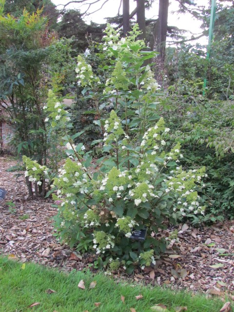 Hydrangea paniculata BhxHydrangeaPaniculataKyushu2.JPG