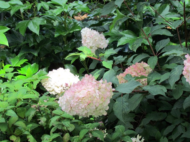 Hydrangea paniculata BhxHydrangeaPaniculataRenhy.JPG