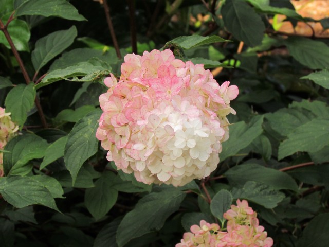 Hydrangea paniculata BhxHydrangeaPaniculataRenhyFlower.JPG