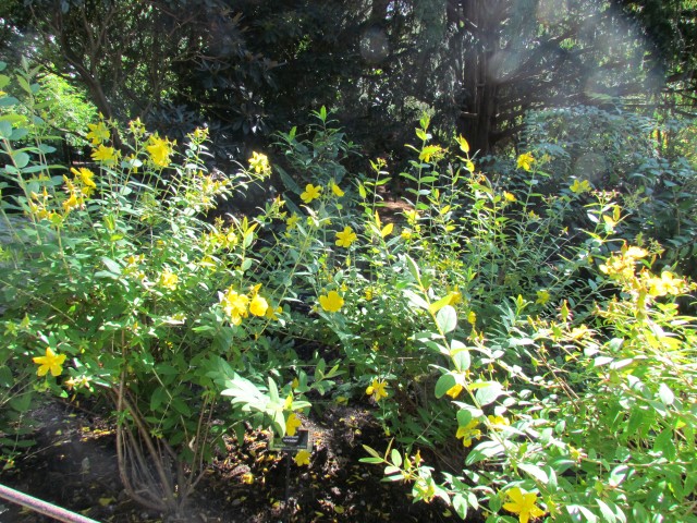 Hypericum lancasteri BhxHyoericumLancasteriFullPlant.JPG