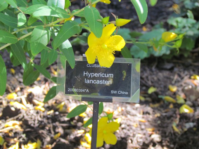 Hypericum lancasteri BhxHypericumLancasteriSign.JPG