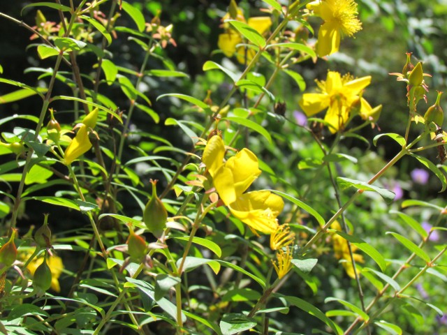 Hypericum lancasteri BhxHypericumLancasteriaFull.JPG