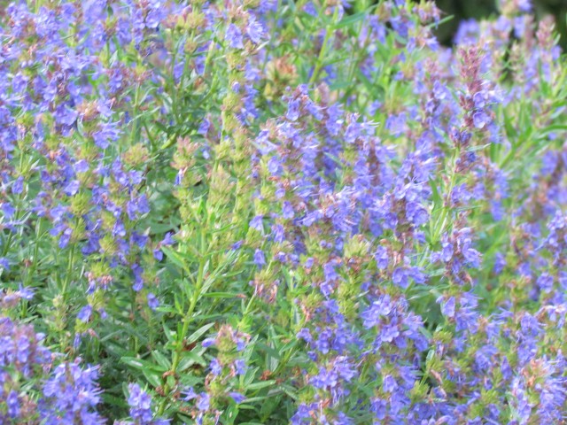 hyssopus officinalis BhxHyssopusOfficinalisAristatusFlowerDetail.JPG