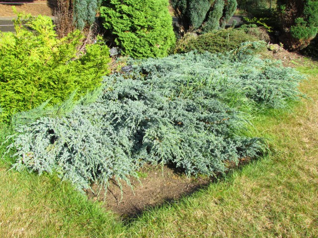Juniperus squamata BhxJuniperusSquamataBlueCarpet.JPG