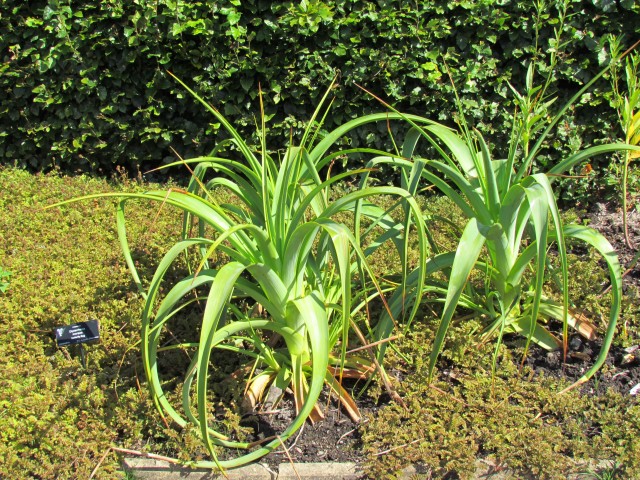 kniphofia northiae BhxKniphofiaNorthaie1.JPG