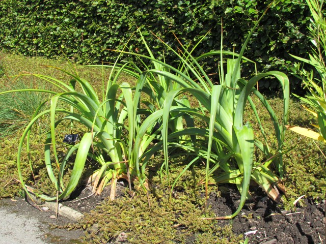 kniphofia northiae BhxKniphofiaNorthaie2.JPG