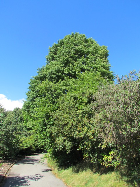 Liquidambar styraciflua BhxLiquidambarStyraciflua1.JPG