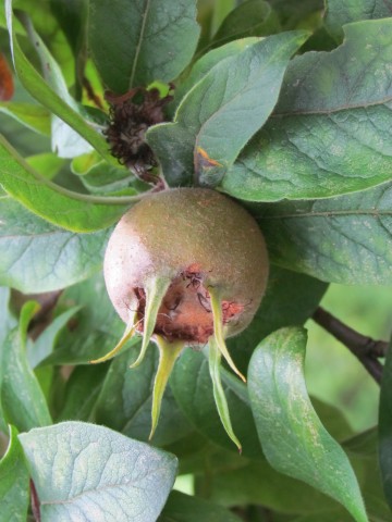 Mespilus germanica BhxMedlarFruit.JPG