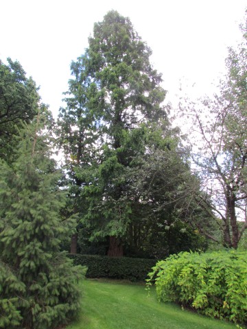 Metasequoia glyptostroboides BhxMetasequoiaGlyptostroboides.JPG