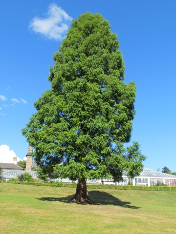 Metasequoia glyptostroboides BhxMetasequoiaGlyptostroboides1.JPG