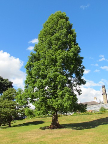 Metasequoia glyptostroboides BhxMetasequoiaGlyptostroboides2.JPG