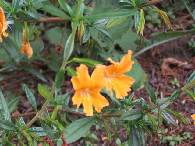 Mimulus aurantiacus BhxMimulusAurantiacas.JPG