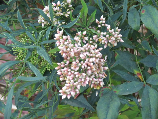 Nandina domestica BhxNandinaDomesticaFlower.JPG