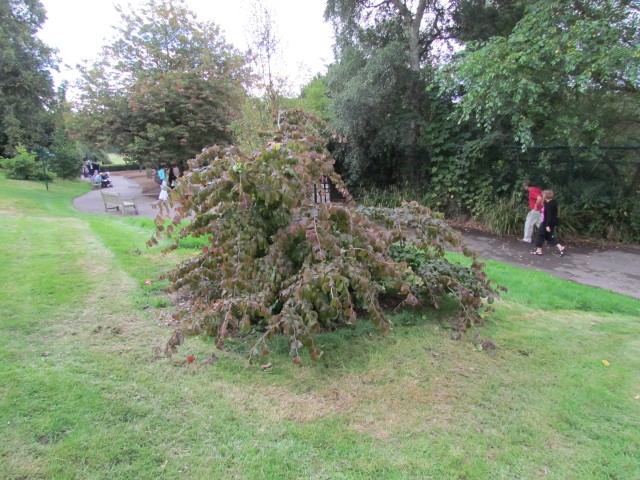 Parrotia persica BhxParrotiaPersica2.JPG