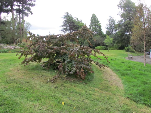 Parrotia persica BhxParrotiaPersica3.JPG