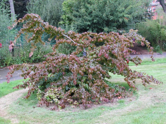 Parrotia persica BhxParrotiaPesica.JPG