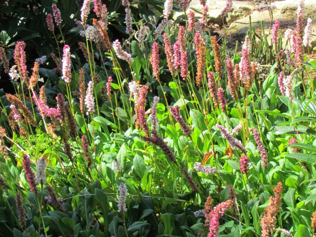 Persicaria affnis BhxPersicariaAffinisPlant.JPG