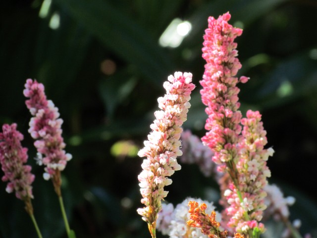 Persicaria affnis BhxPersicwariaAffinisSuperbaDetail.JPG