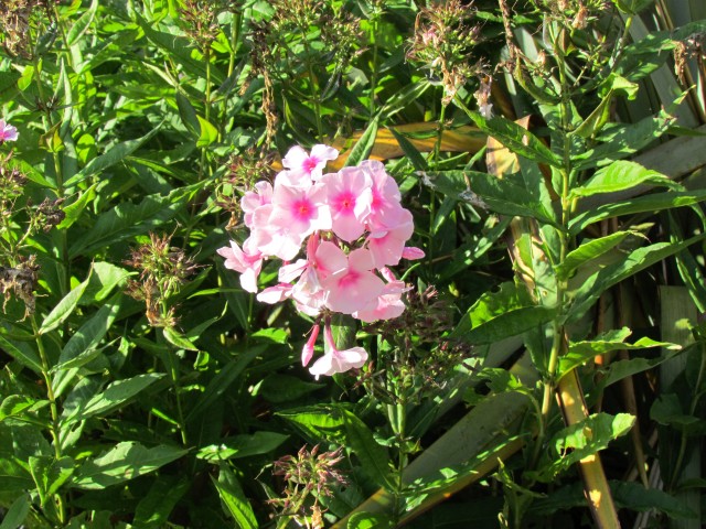 Phlox paniculata BhxPhloxPaniculatumBrightEyesFlower.JPG