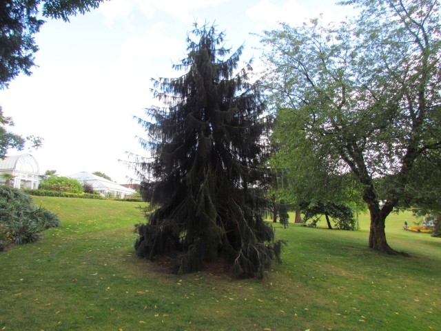 Picea breweriana BhxPiceaBreweriana.JPG