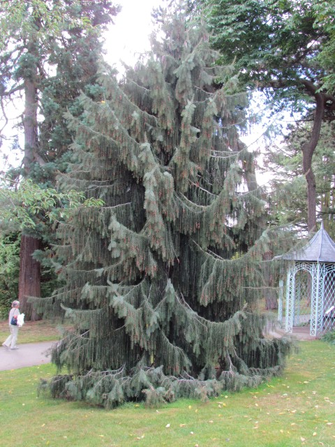 Picea breweriana BhxPiceaBrewerianaDetail.JPG